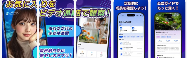 【携帯無料ライブチャット】カブトはビデオ通話の見せ合いで小さな楽園を体験！アプリ